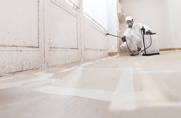 Black mold remediation team in Quincy